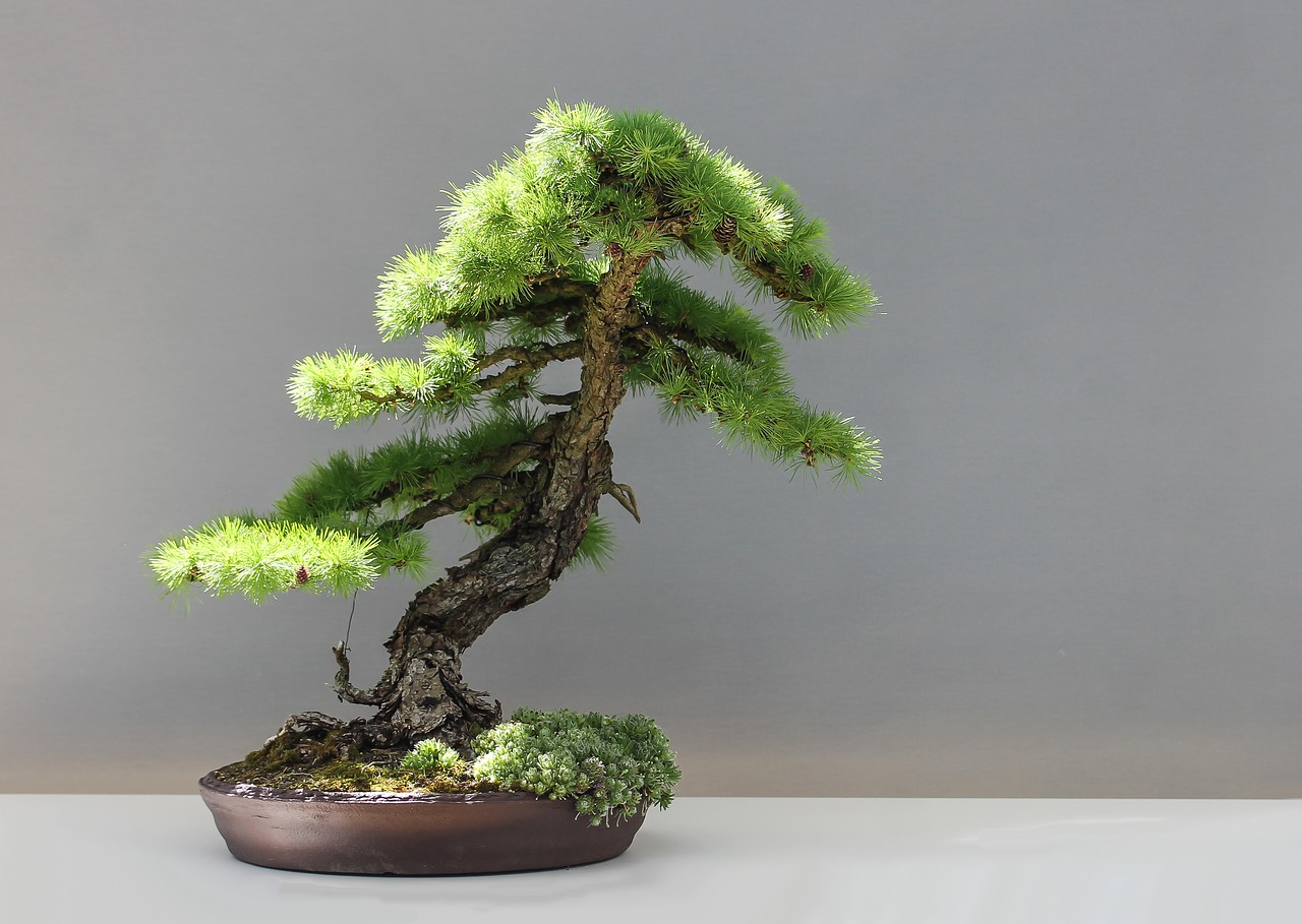 Image - bonsai larch japan culture