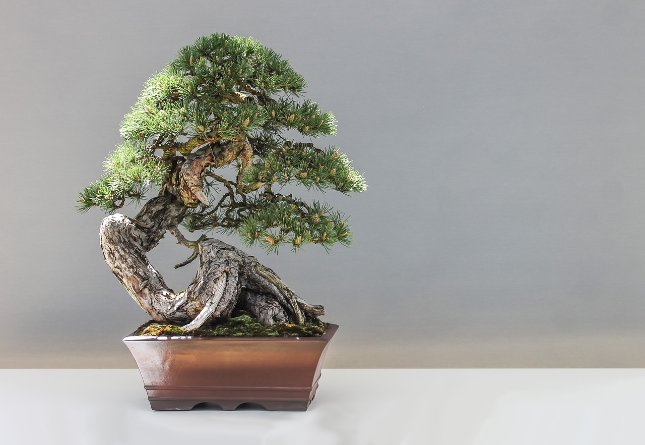 Image - bonsai pine plant culture artistic