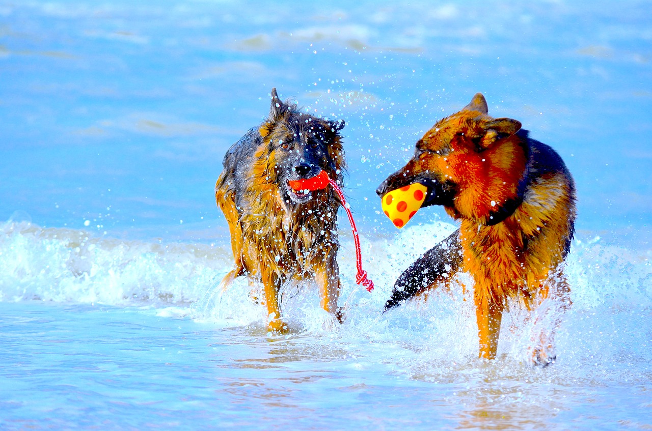 Image - german shepherd dogs play beach