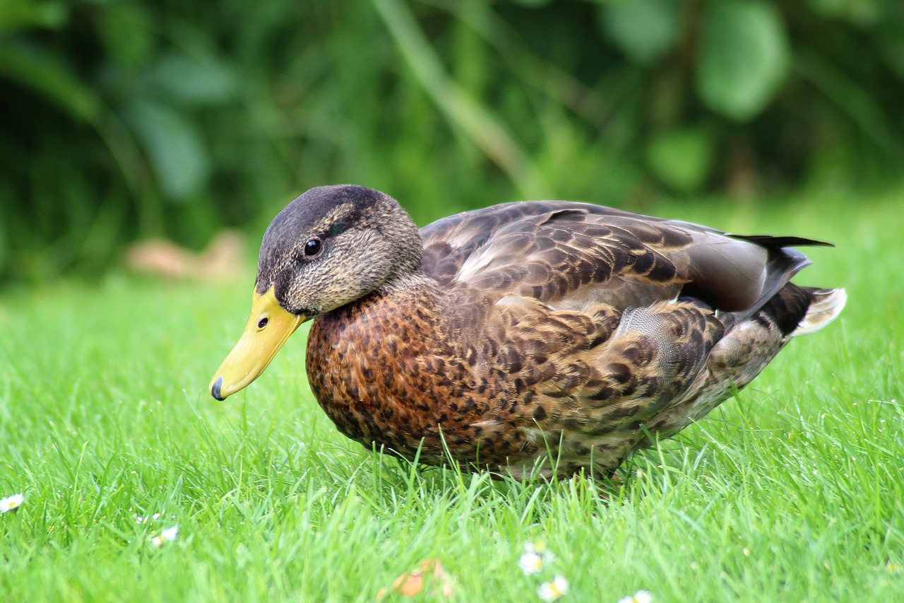 Image - duck mallard meadow water bird