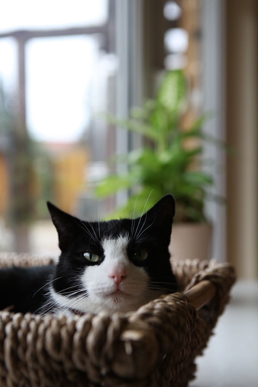 Image - cat basket rest kitten cute