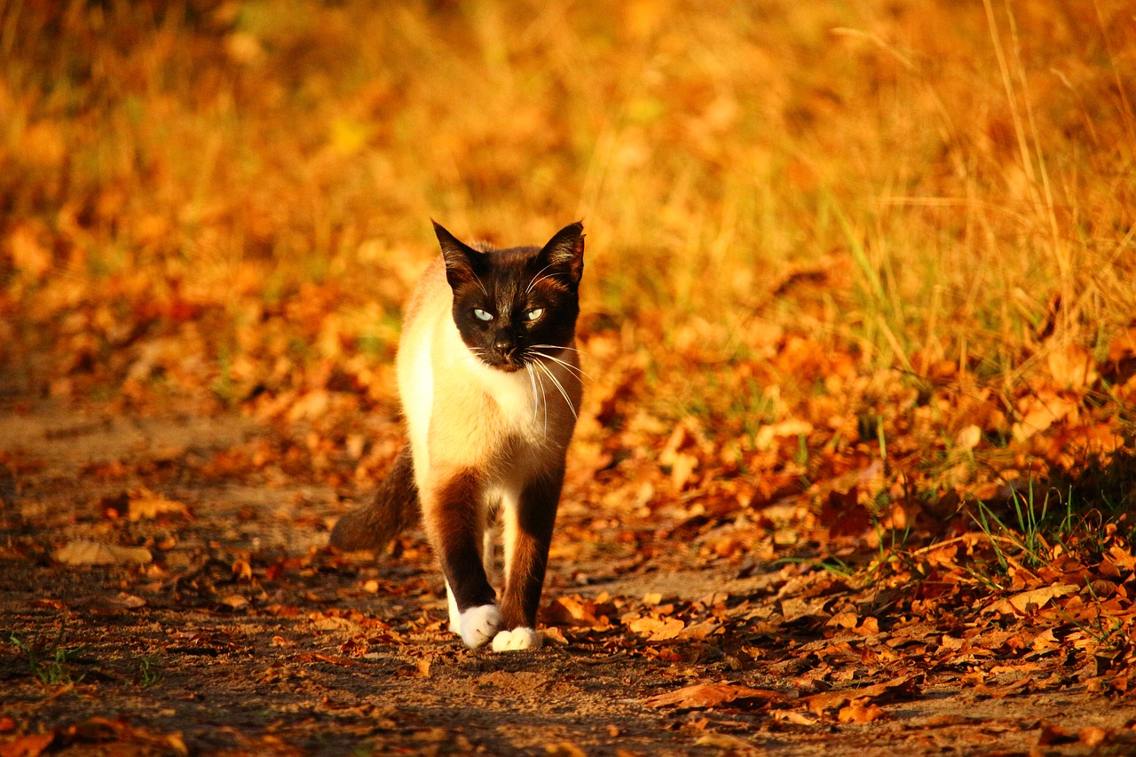 Image - cat mieze kitten siamese cat siam