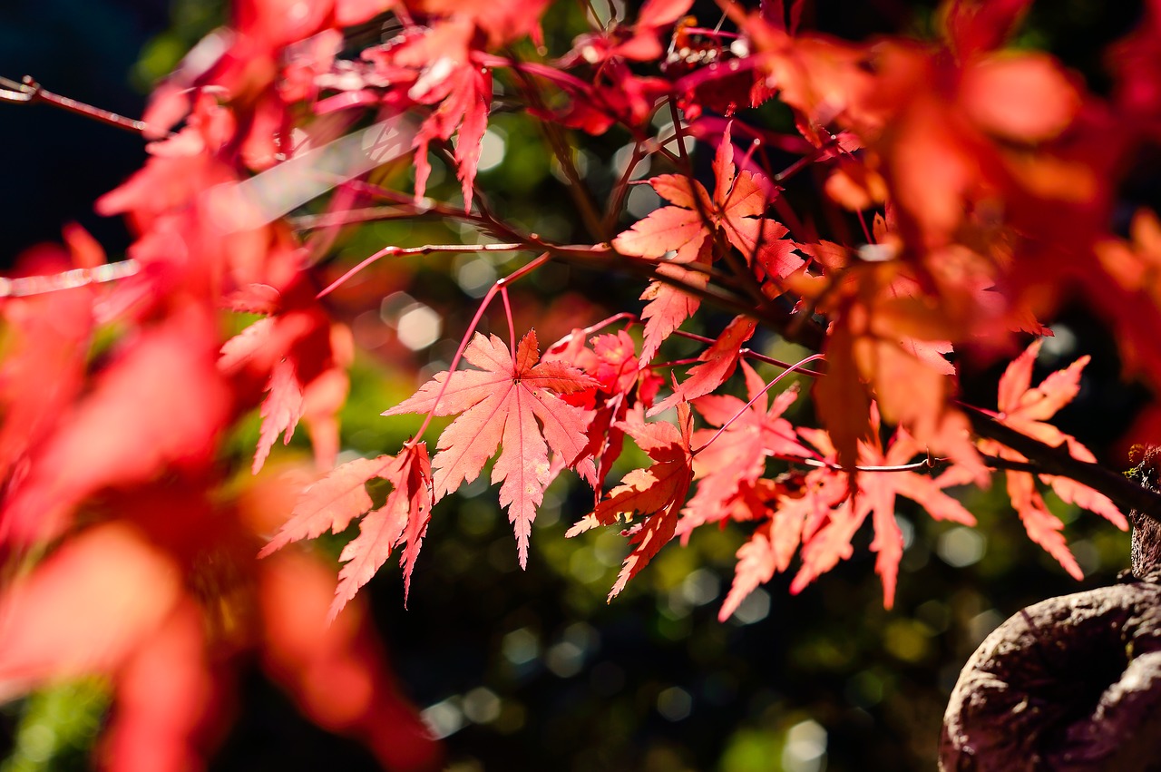 Image - japan landscape natural k wood
