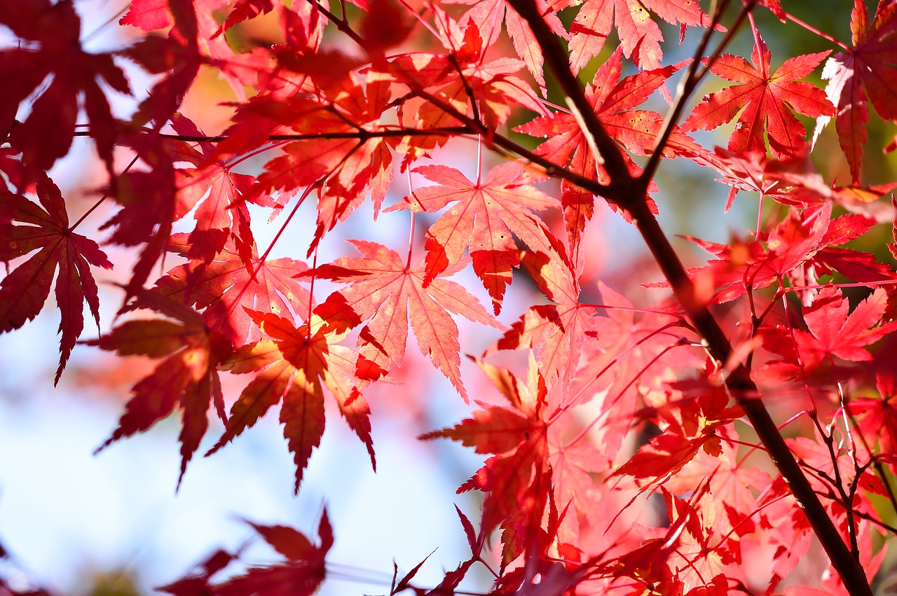 Image - japan landscape natural k wood