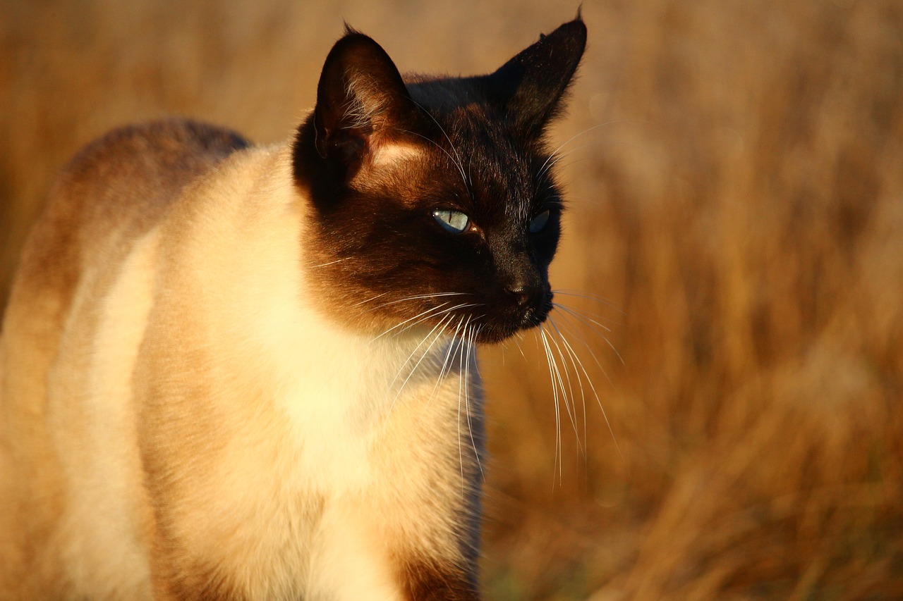 Image - cat mieze kitten siamese cat siam