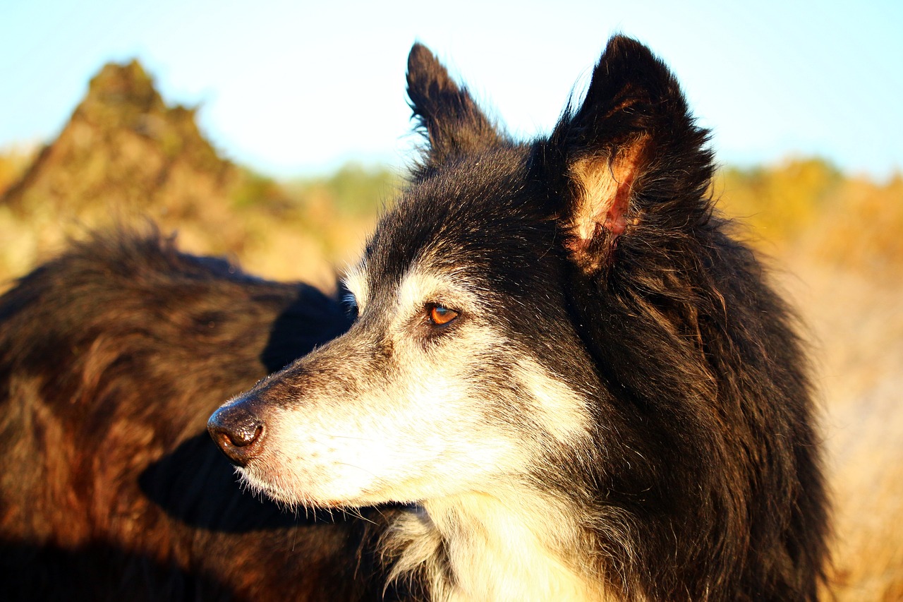 Image - dog border herding dog old dog