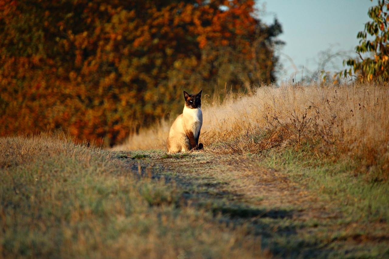 Image - cat mieze kitten away lane grass