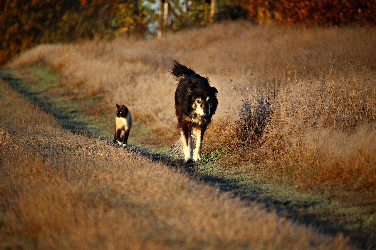 Image - dog cat away walk border collie