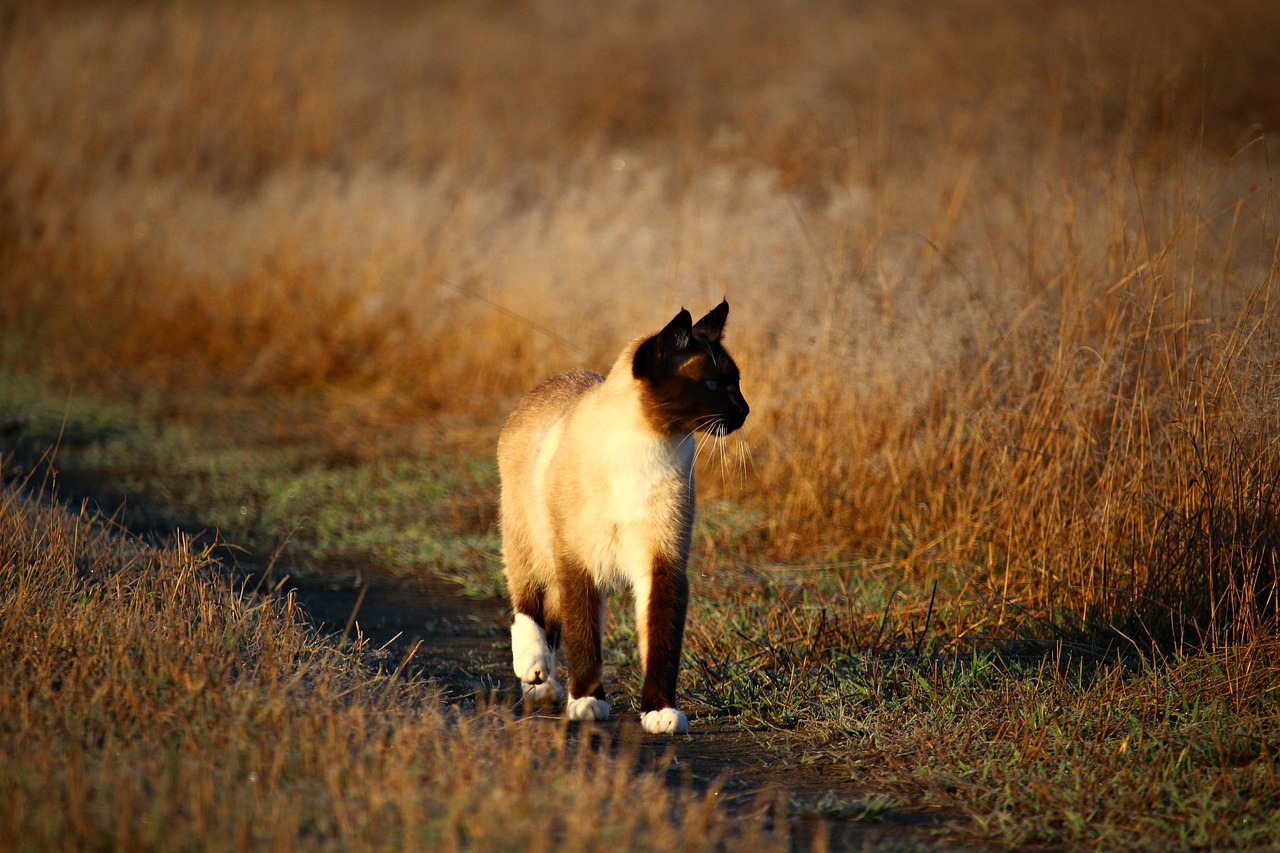 Image - cat mieze kitten autumn grass