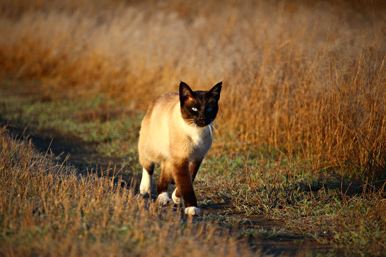 Image - cat mieze siamese cat kitten siam