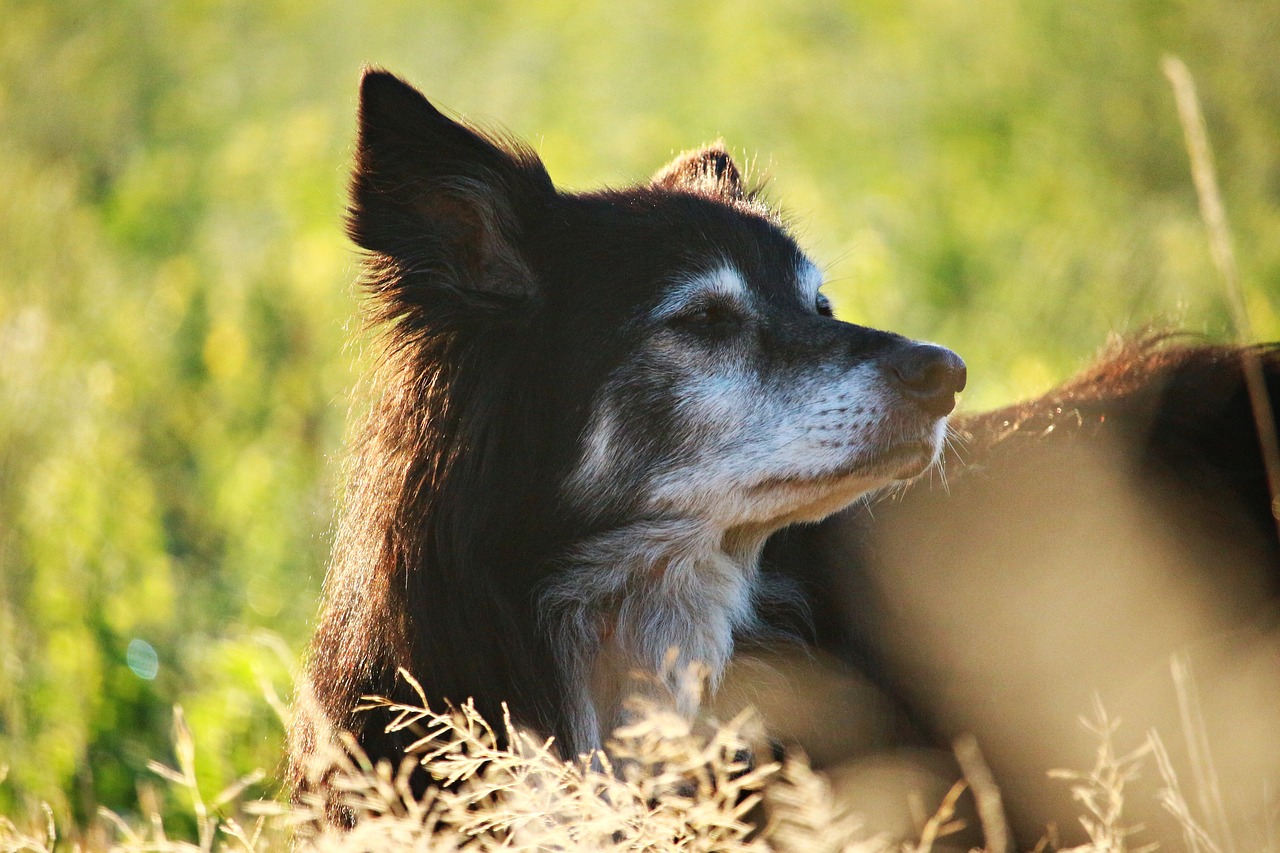 Image - dog herding dog border