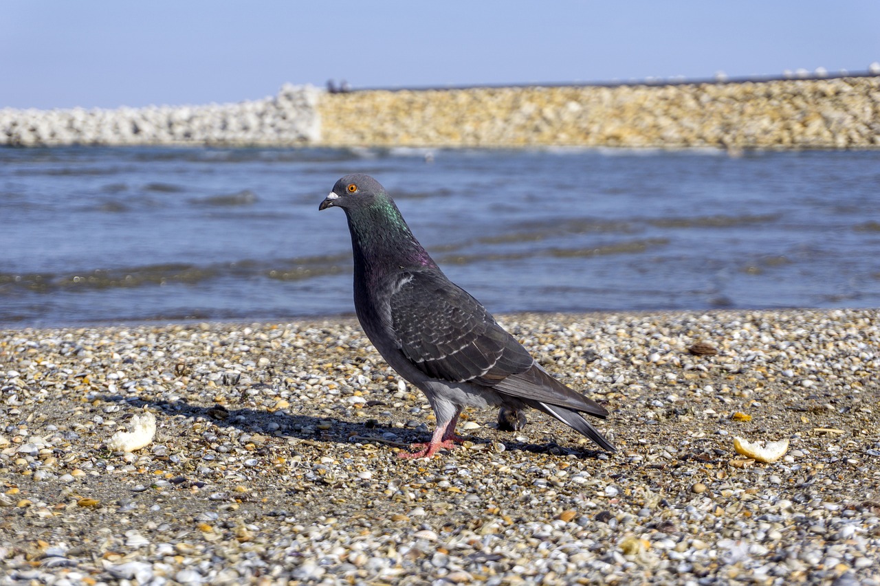 Image - pigeon great water blue birds