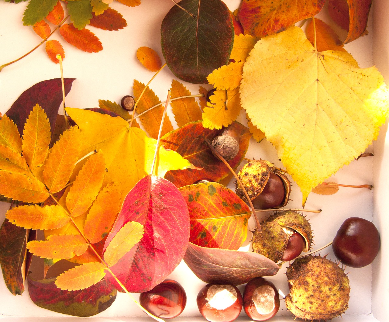 Image - bright autumn chestnuts leaves