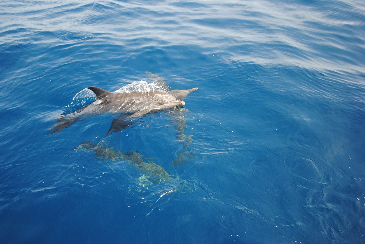 Image - dolphin nature ocean wild