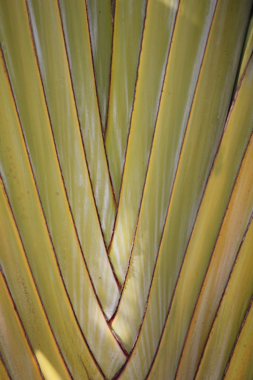 Image - palm background green tropical