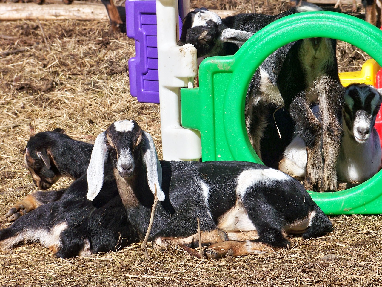 Image - goats nubian kids farm animal pet