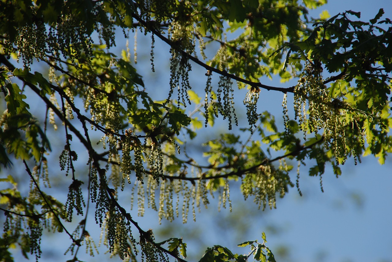 Image - oak flowers buds