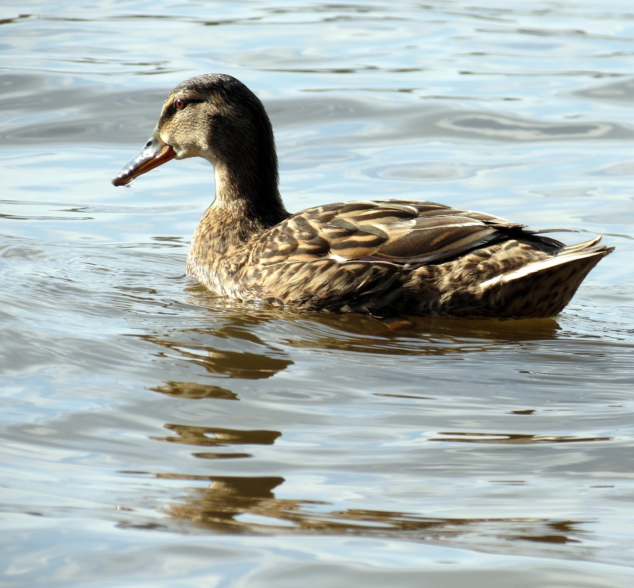 Image - british wildlife nature bird