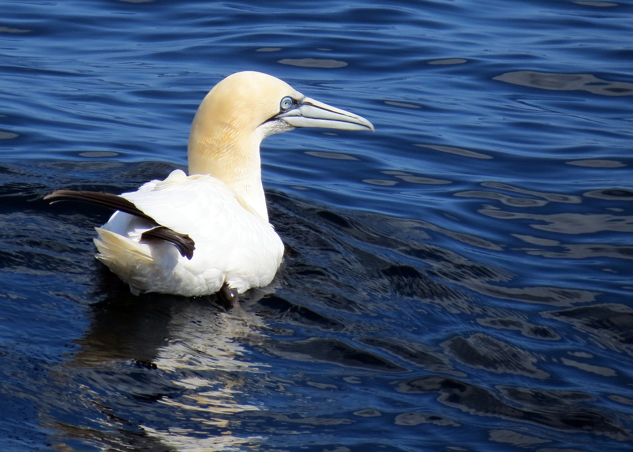 Image - british wildlife nature bird