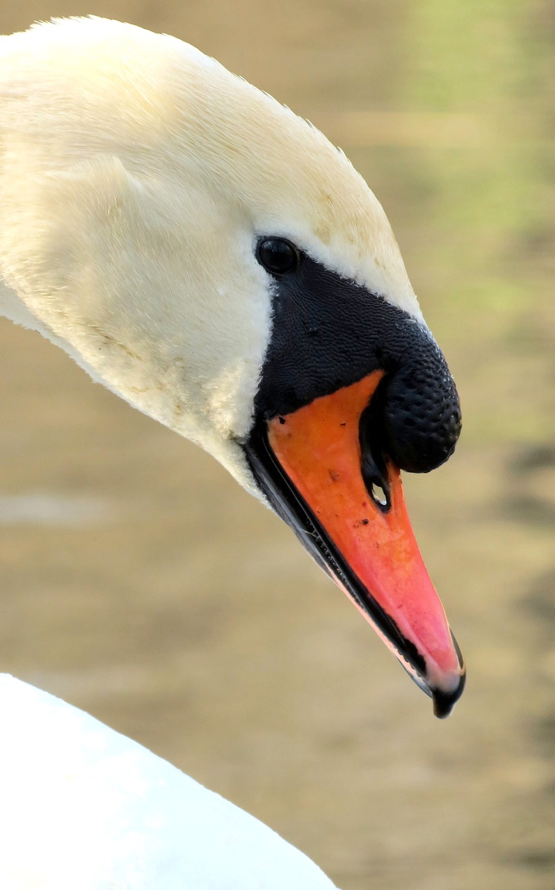 Image - wildlife nature bird feathers