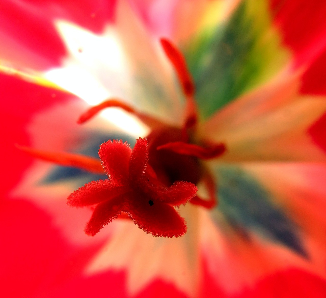 Image - british flora green red flower
