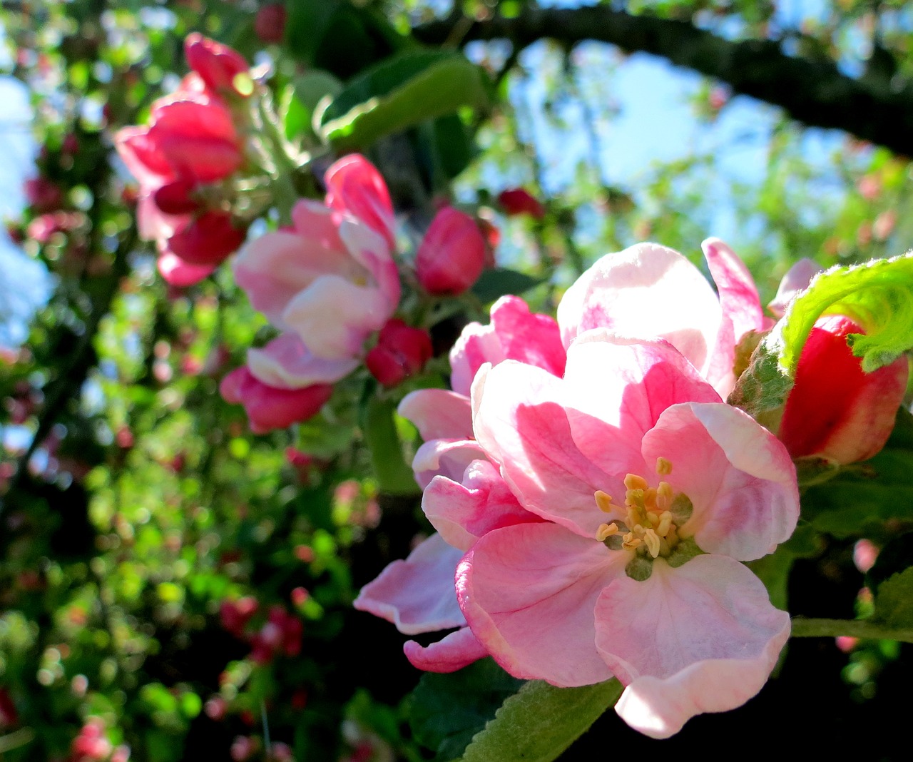 Image - british flora green pink flowers