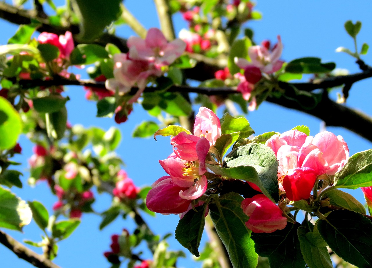 Image - british flora green pink flowers