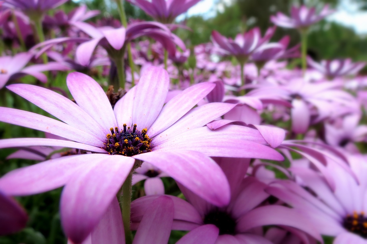 Image - british flora green purple garden