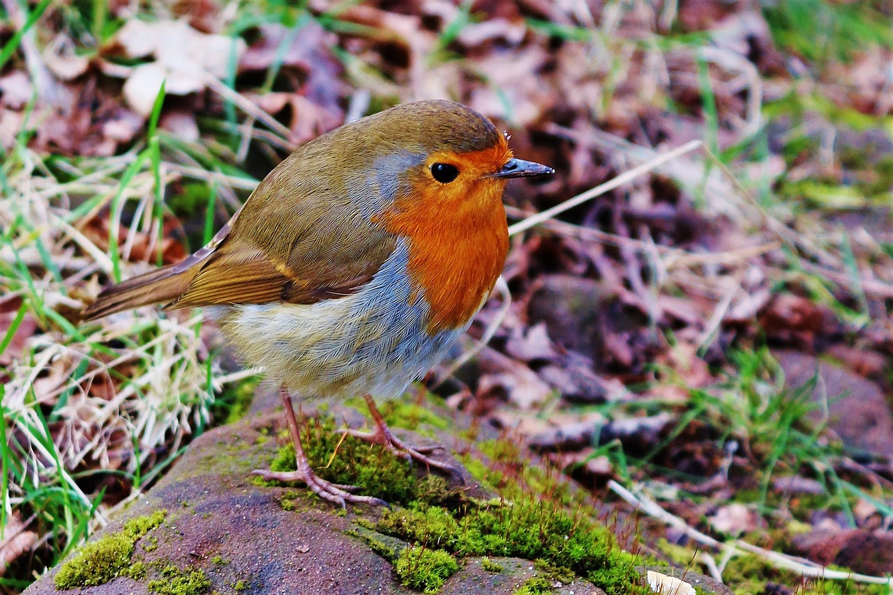 Image - bird robin nature red small