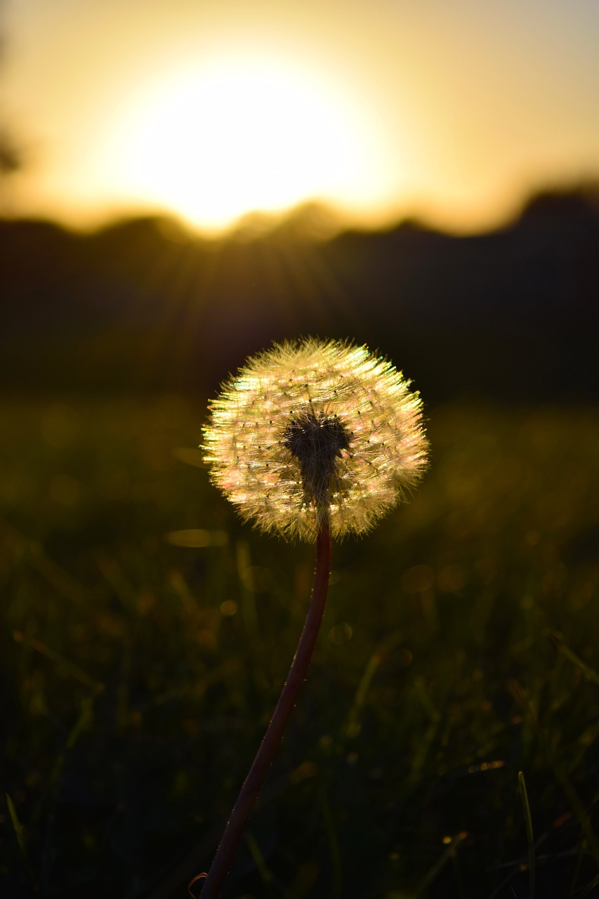 Image - dandelion weeds sunset seeds