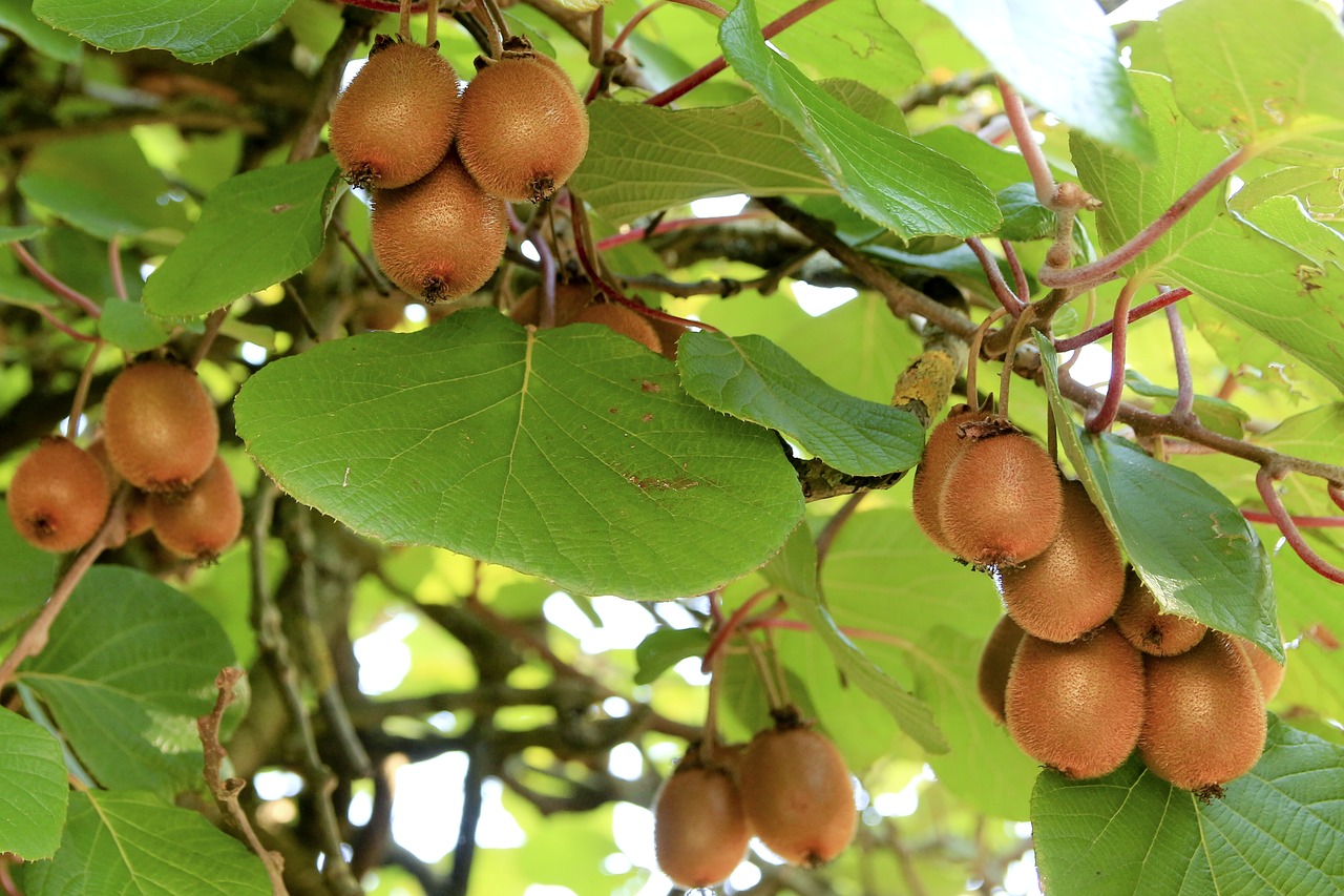 Image - kiwi fruit vitamins healthy fruits