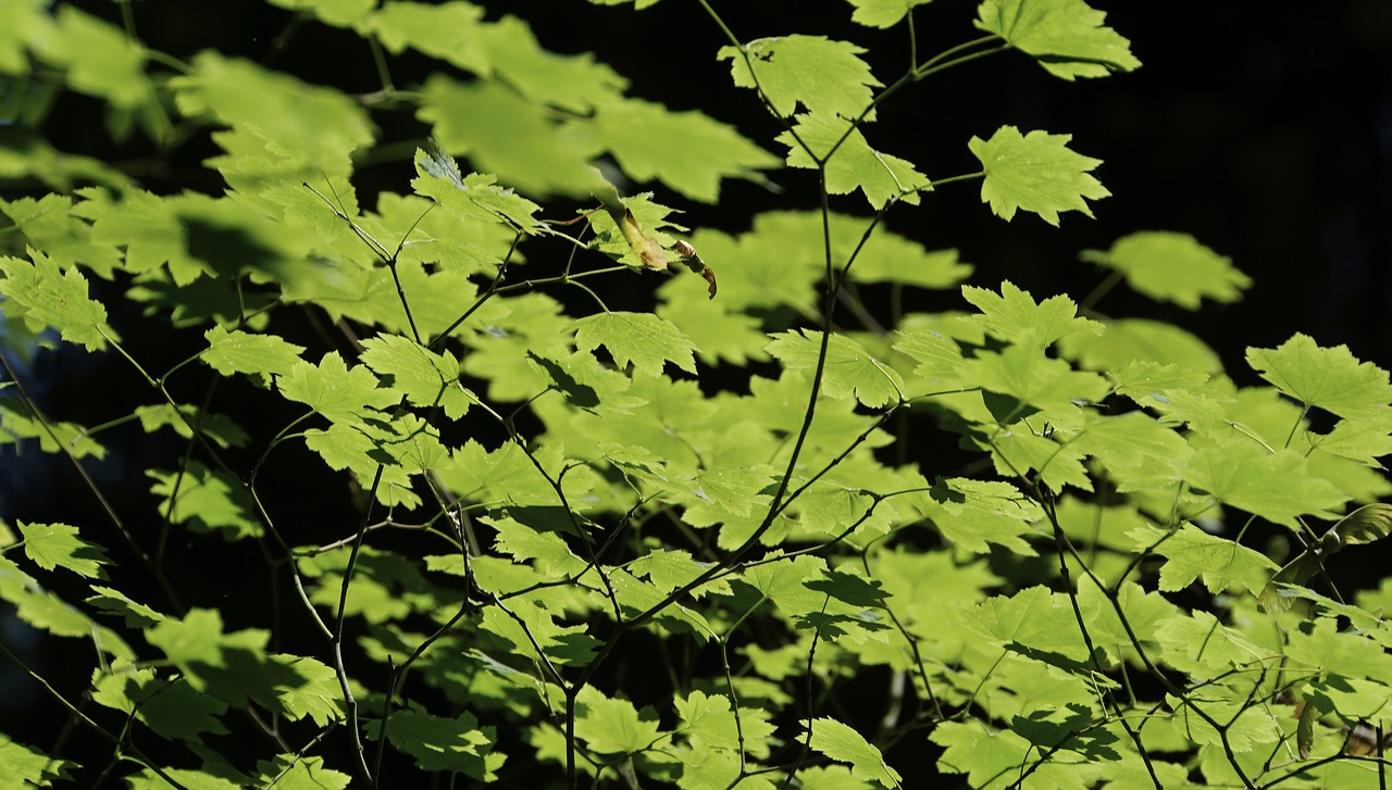 Image - canada maple forest