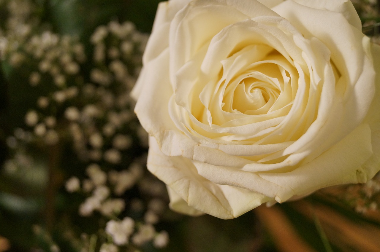 Image - way rose wedding white petals