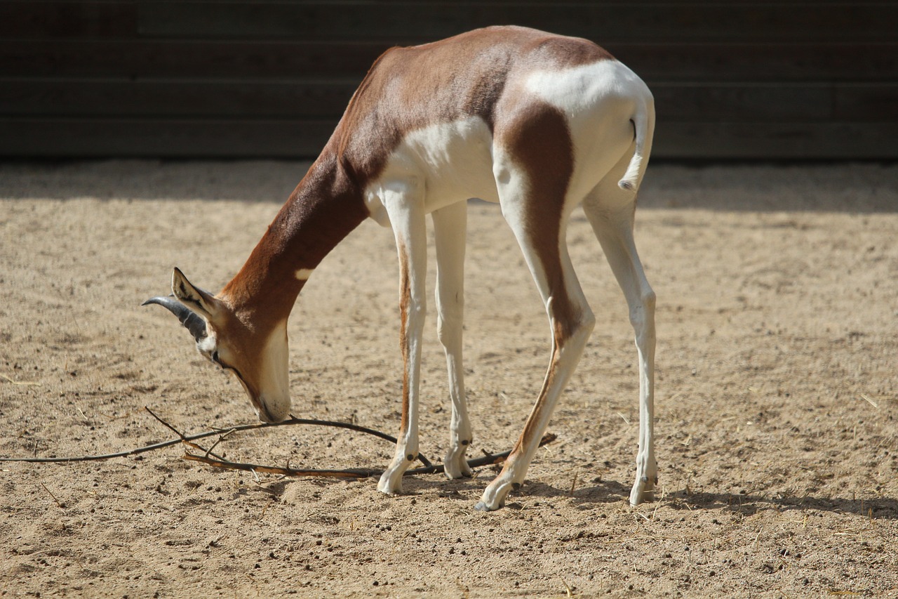 Image - wilderness motion nature safari