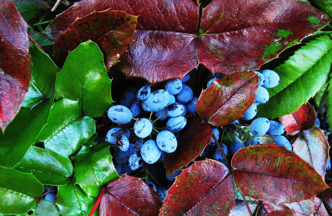 Image - the oregon grape berries