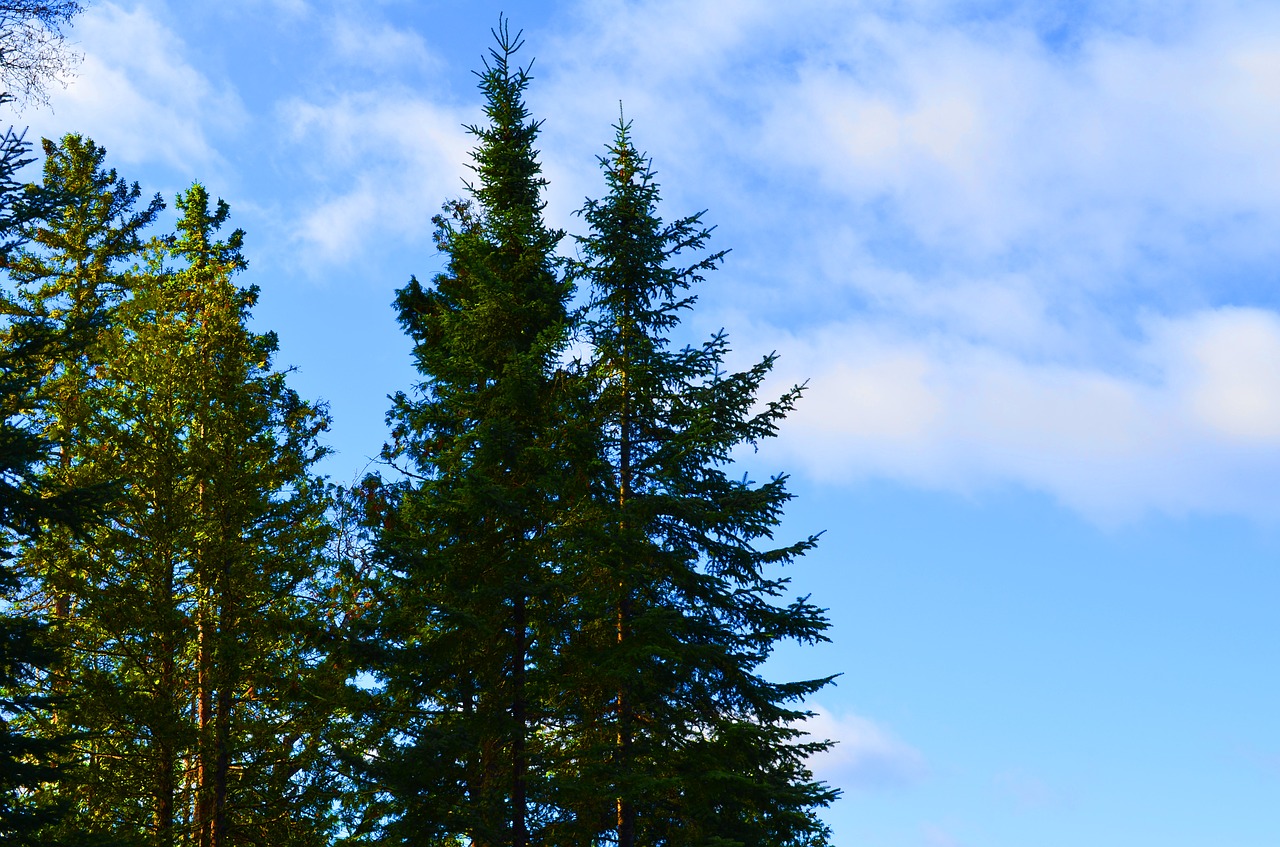Image - trees skyline green blue lake