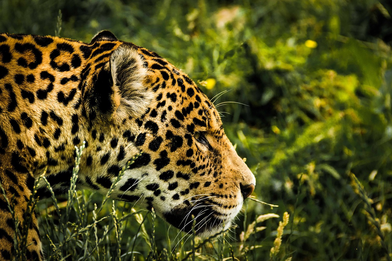 Image - jaguar wild cat mammal zoo feline