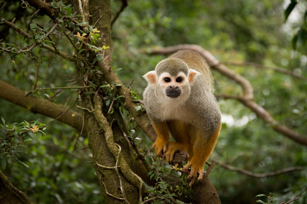 Image - monkey zoo funny cute animal