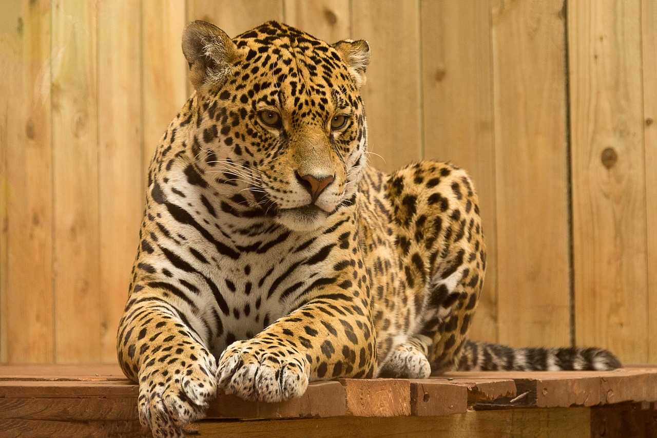 Image - jaguar wild cat mammal zoo feline