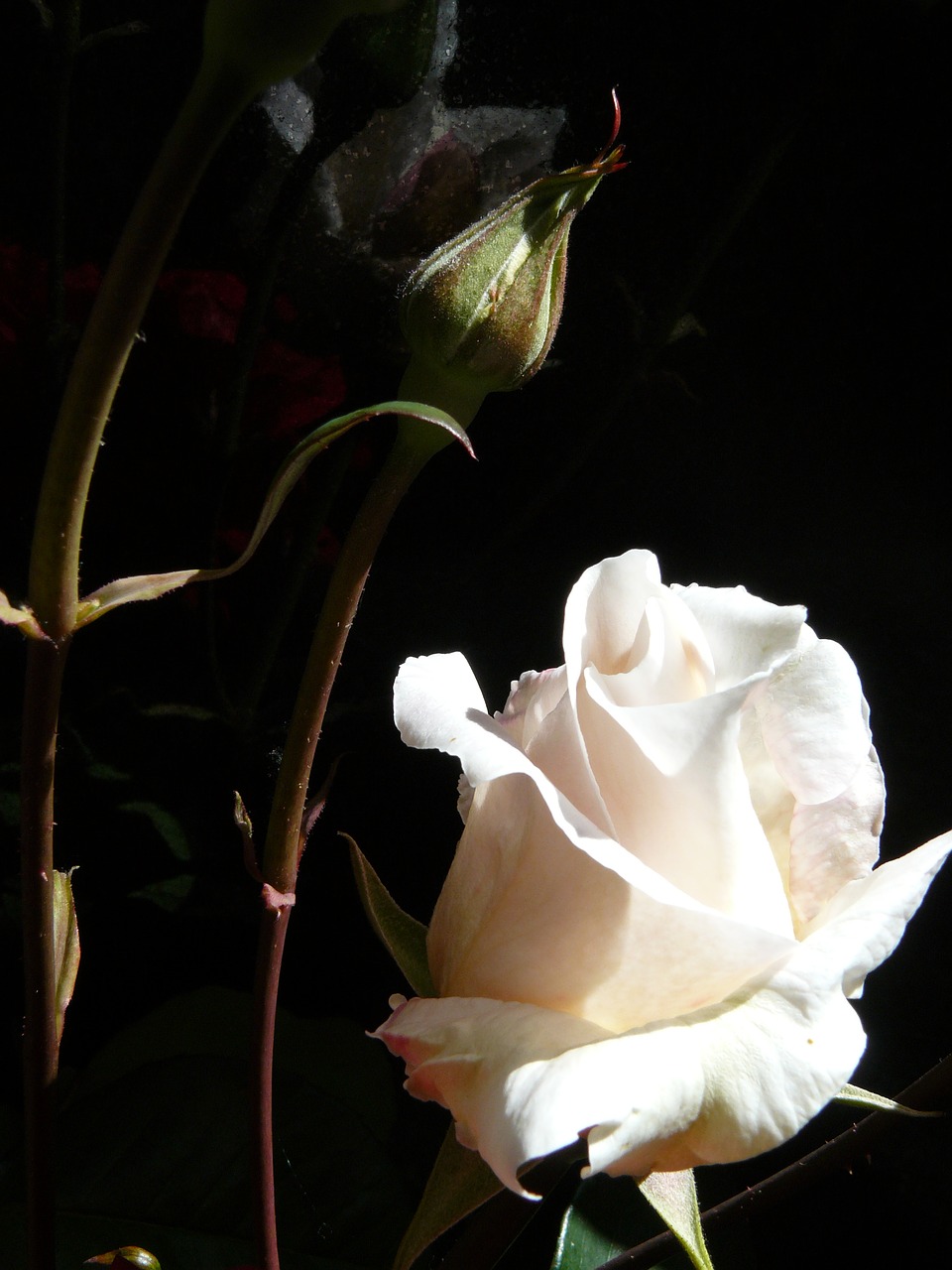 Image - rose white rose flower white
