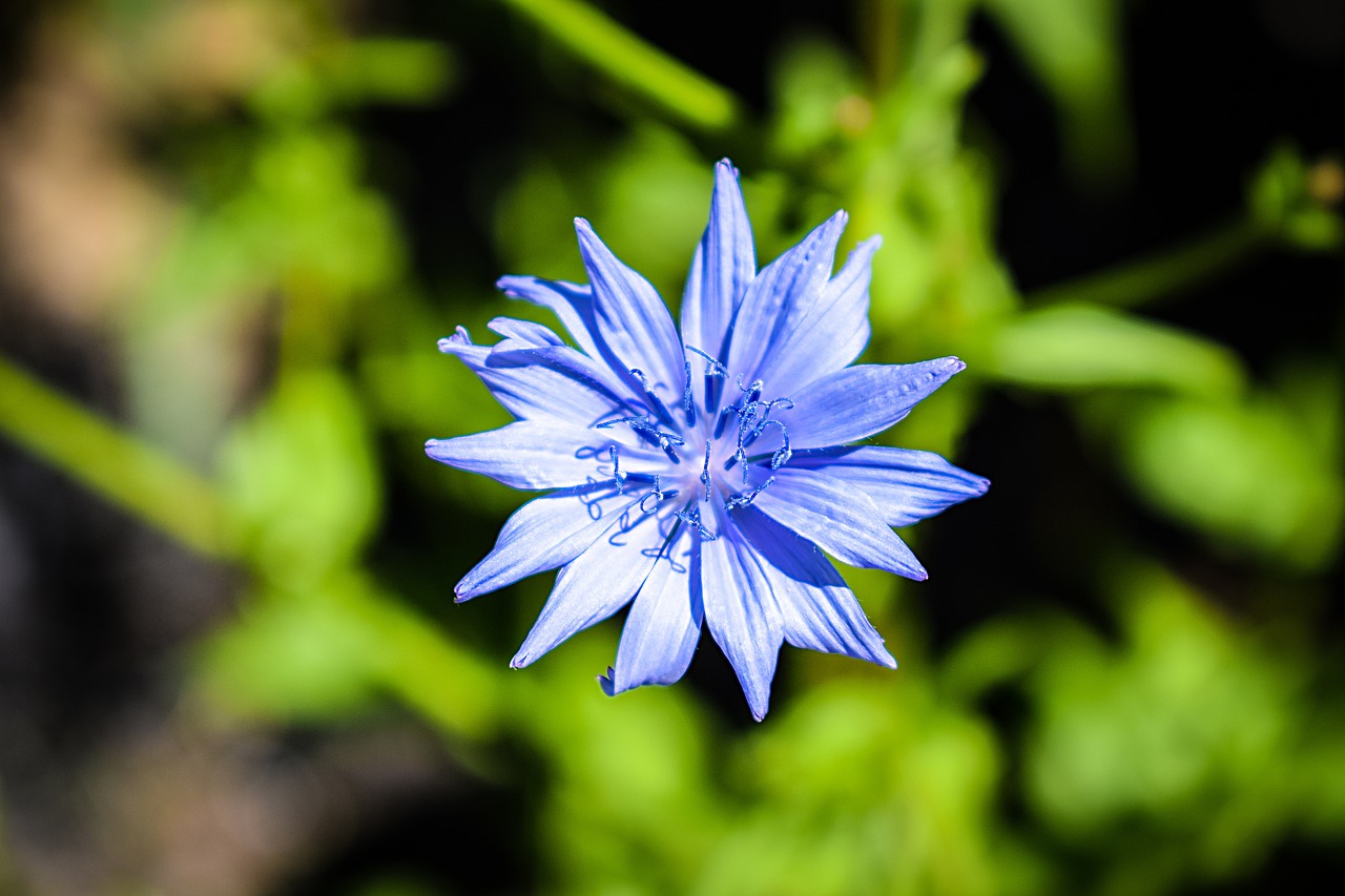 Image - flower blue centaurea cyanus weed