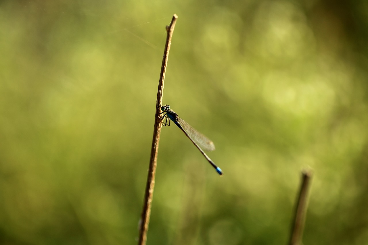 Image - damselfly blue tailed damselfly