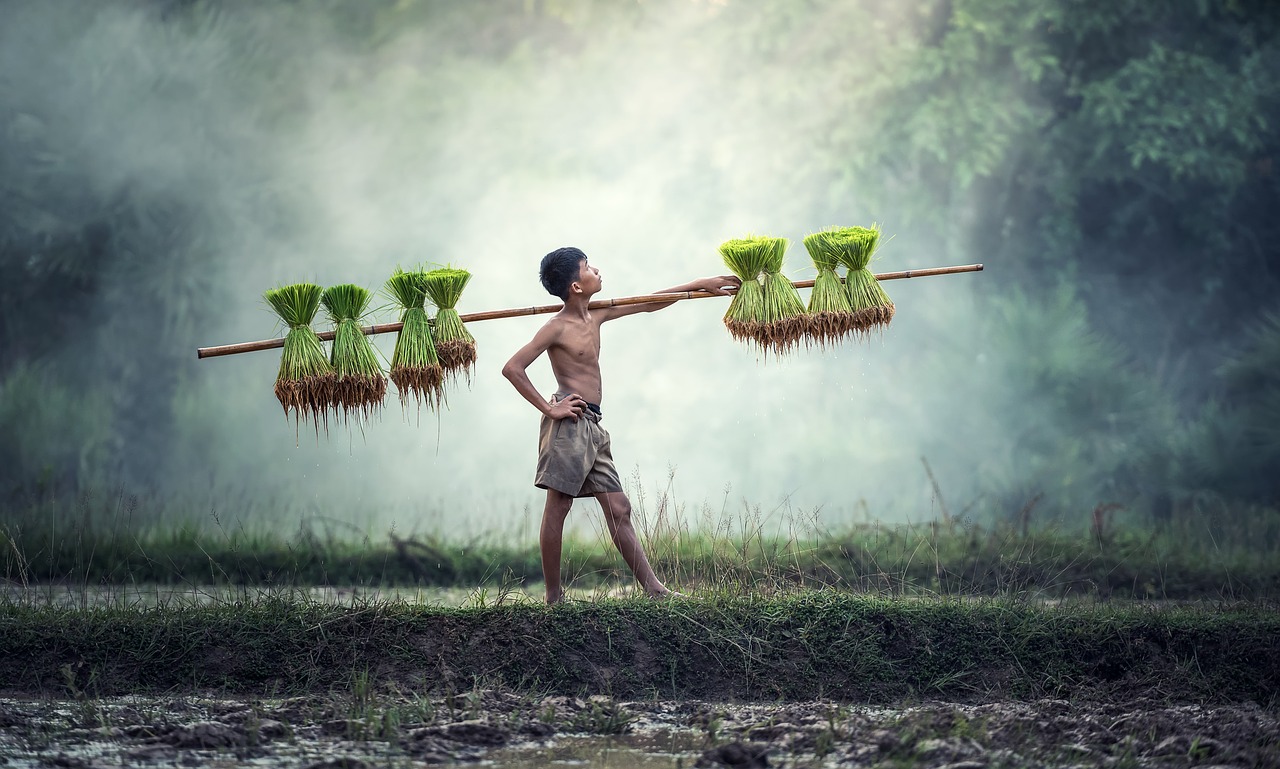 Image - agriculture asia cambodia