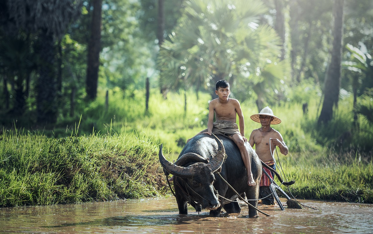 Image - buffalo agriculture asia cambodia