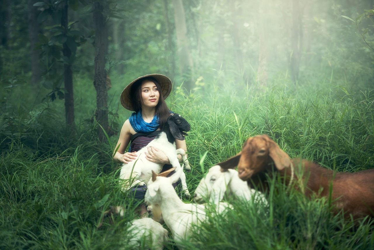 Image - goat farm adult animals asia