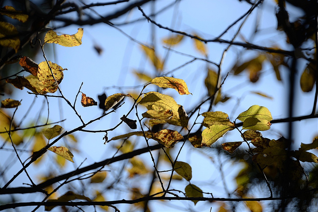 Image - autumn leaves aesthetic sky