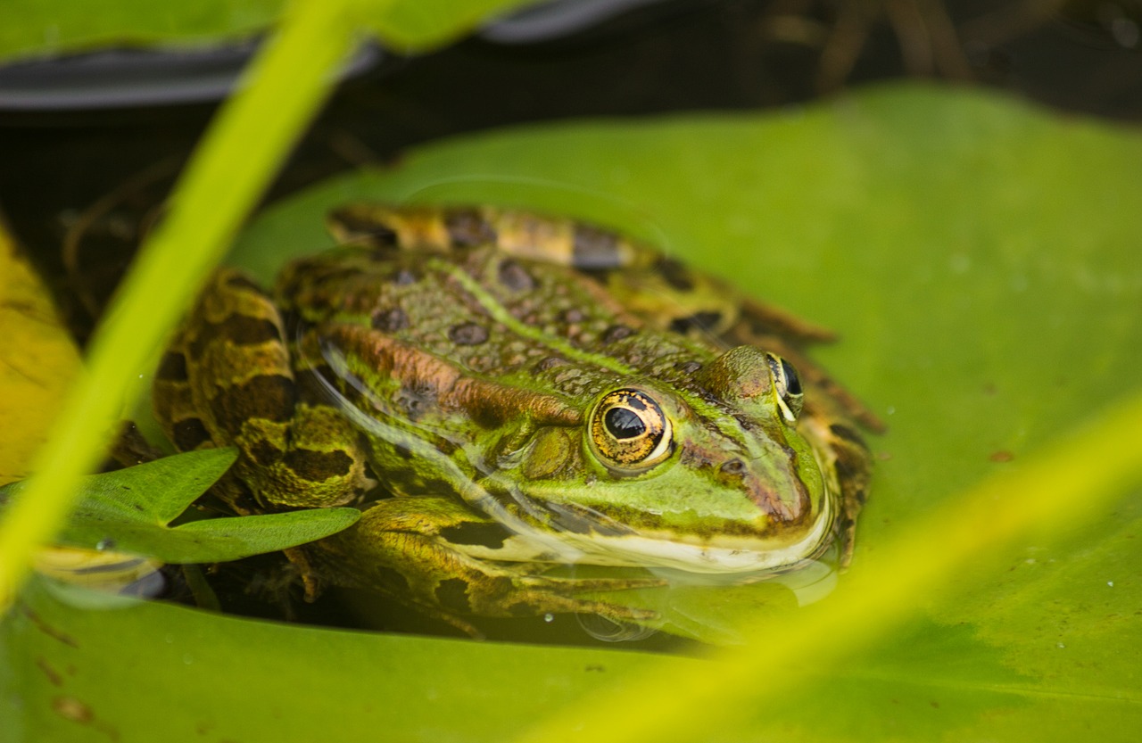 Image - frog pond amphibians water