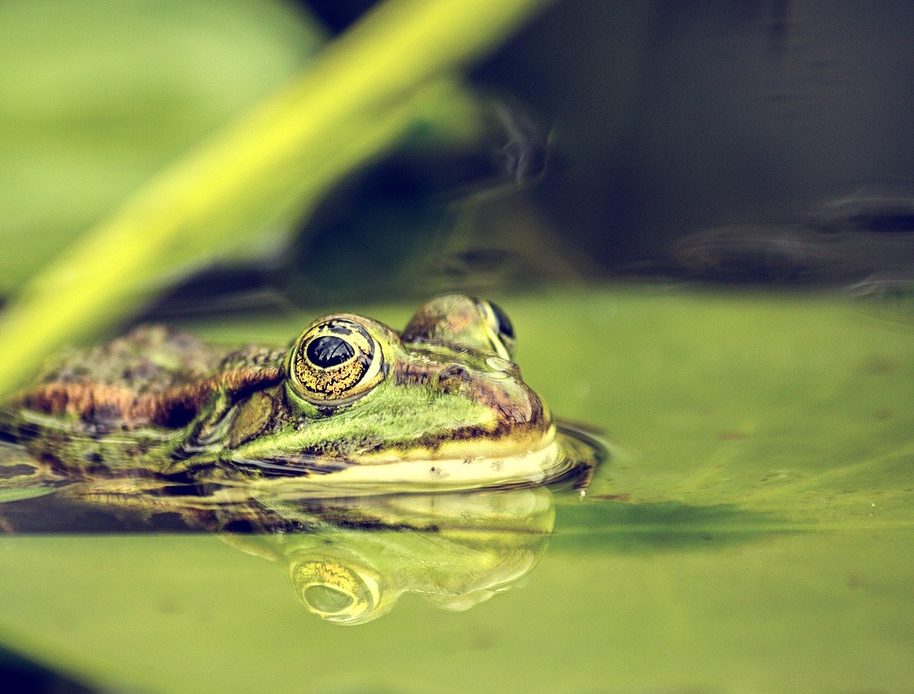 Image - frog pond amphibians water