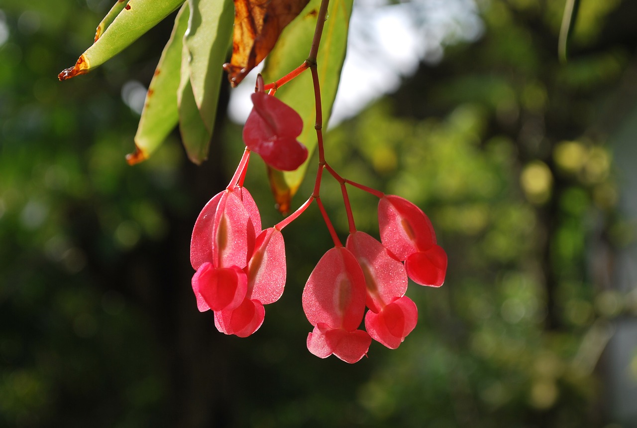 Image - flowers pink pretty flower leaves