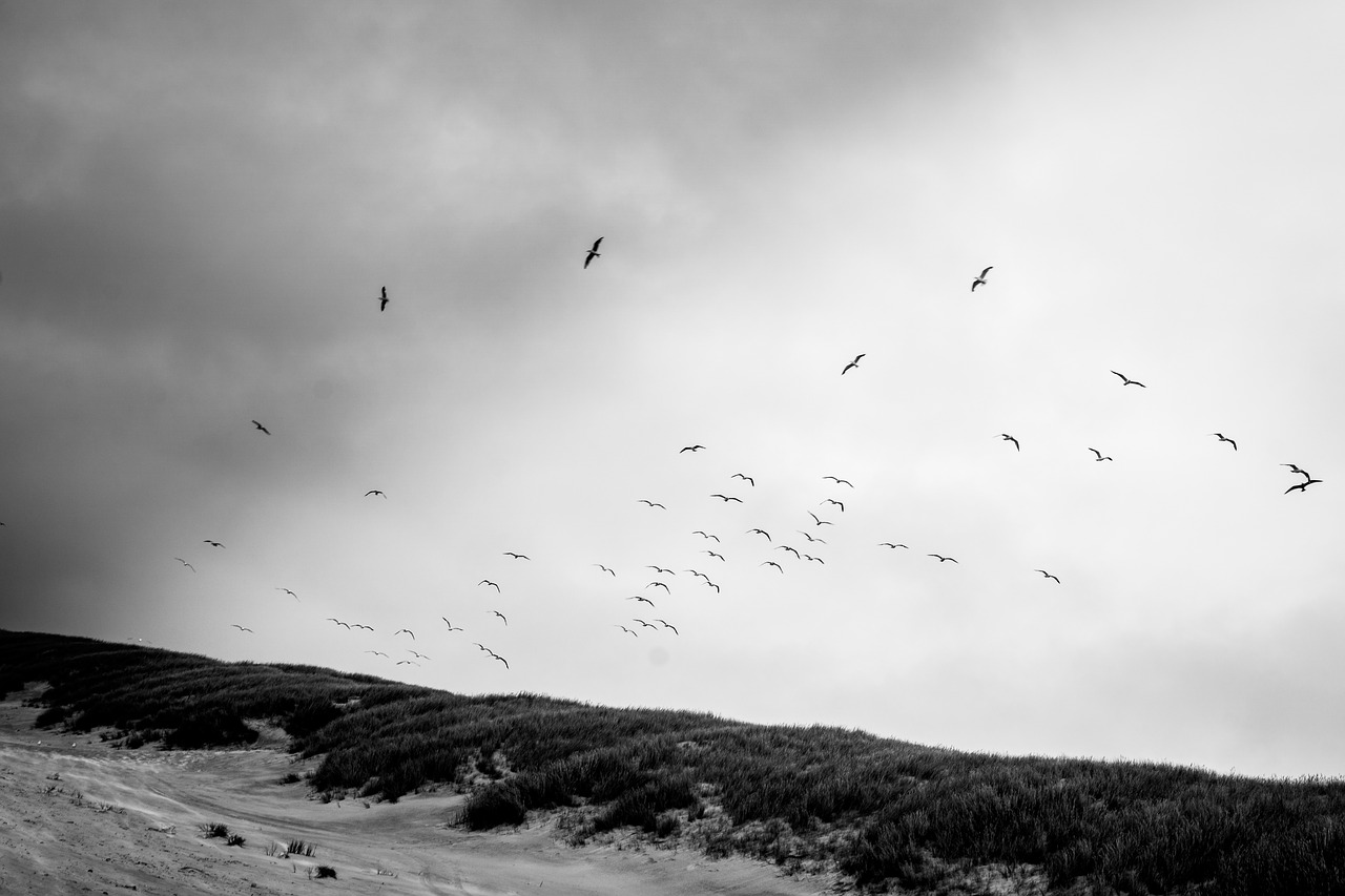 Image - birds nature fly black and white